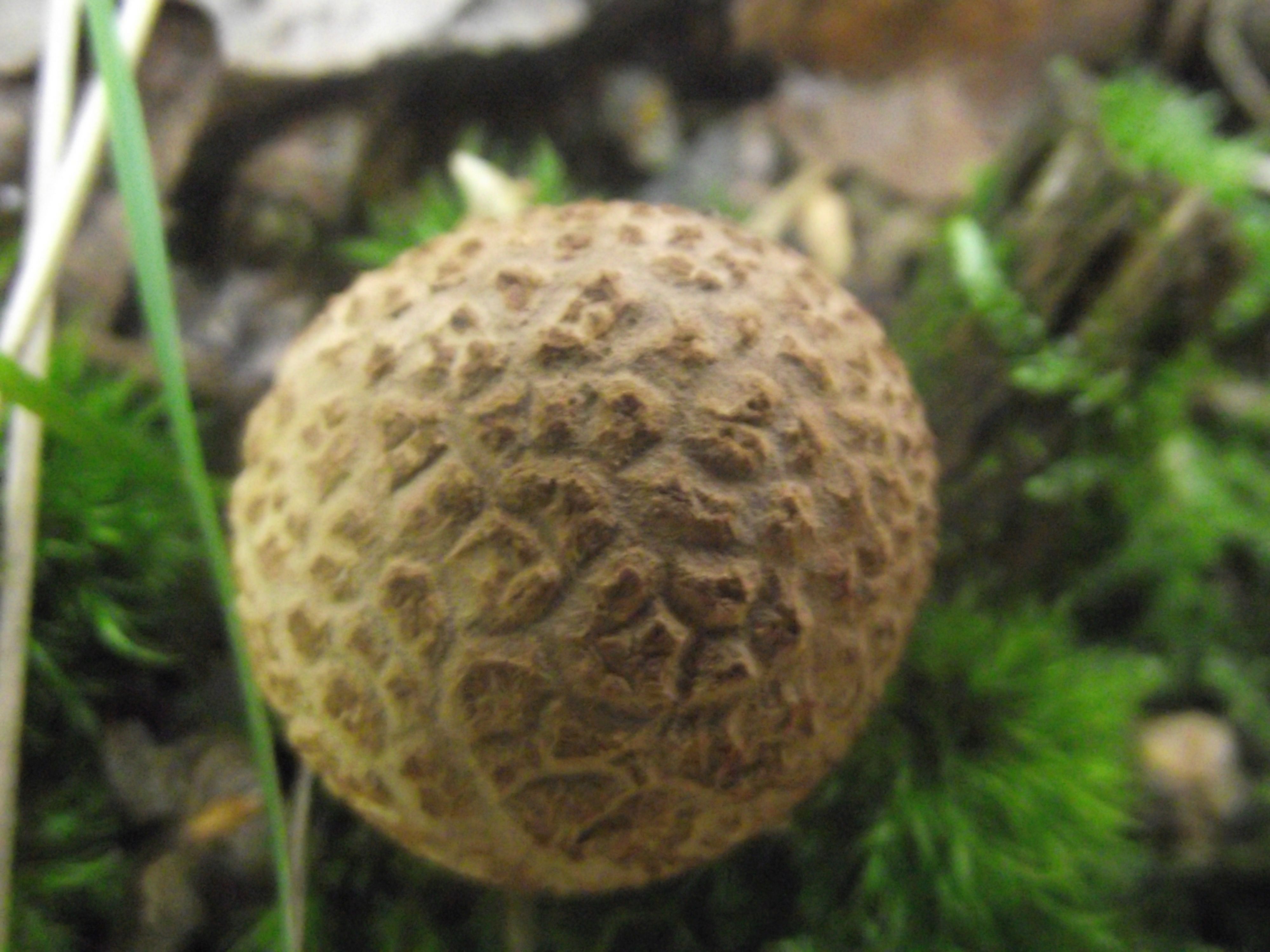 Dickschaliger Kartoffelbovist